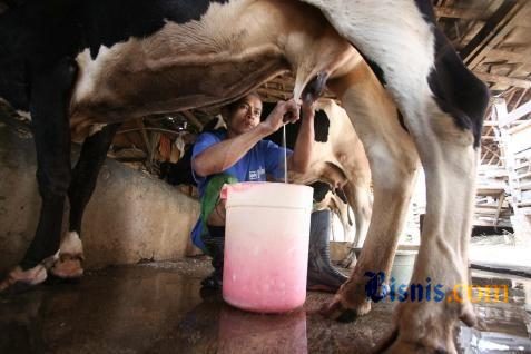  Peternak Sapi Perah Minta Harga Beli Susu Rp7.000/Liter