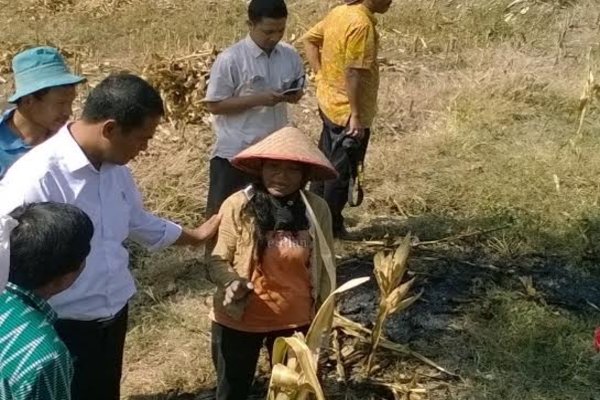  Mentan Klaim Produksi Pangan 2017 Lebih Baik