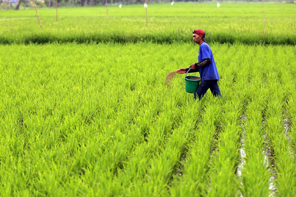  FOTO: Dorong Produktivitas Padi Jabar, Kementan Tambah Target Tanam