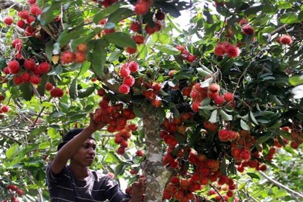  Festival Buah dan Bunga di Kambang Iwak