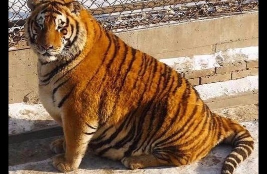  Foto Harimau Gembrot Ini Viral di China