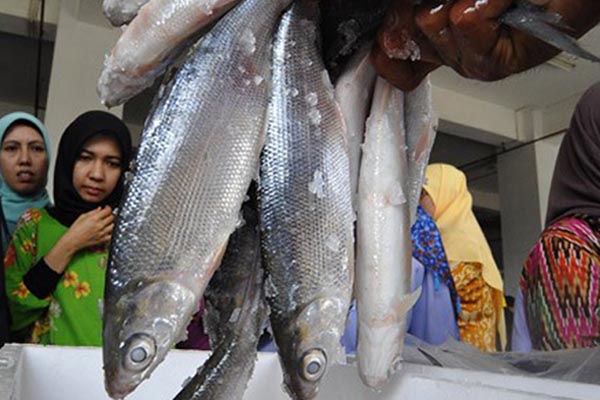  Impor Ikan Masih Dikaji