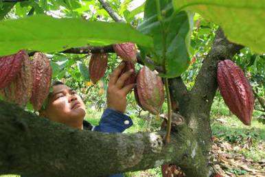  Sumbar Replanting Lahan 40.000 Ha Pacu Produksi Kakao