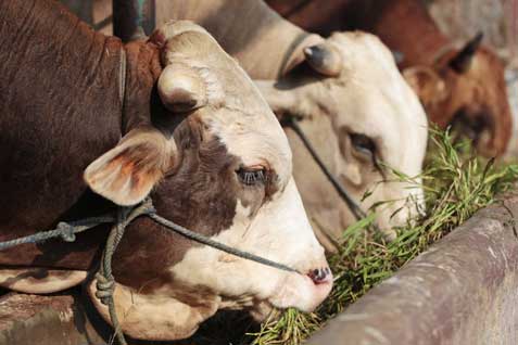  Daging Kerbau dari India Disetop Sementara