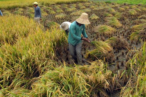  Harga Gabah Tingkat Petani Wilayah Banyumas Masih Tinggi