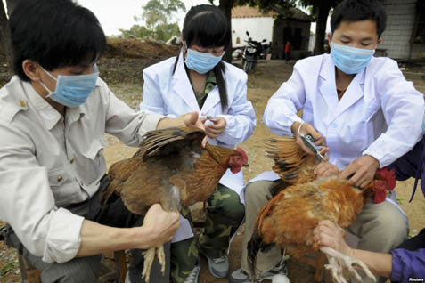  FLU BURUNG: 30% Unggas Hidup Di Provinsi China Ini Terinfeksi H7N9