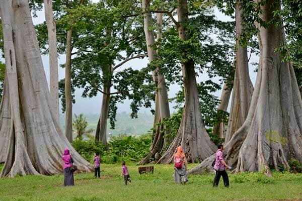  Wisata Pohon Purba Lian