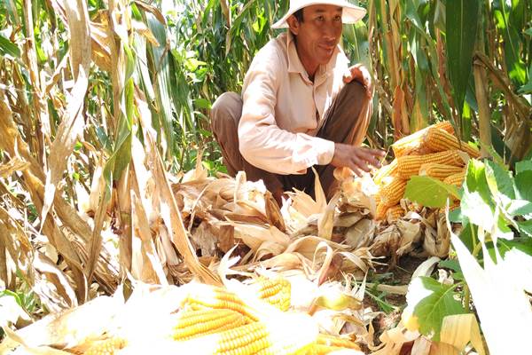  Integrasi Sawit-Jagung, Sumut Siapkan 48.000 Hektare