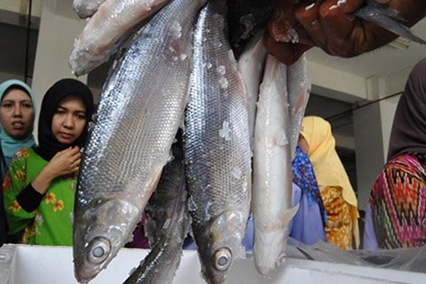  Pontianak Kewalahan Pasok Ikan Air Tawar Untuk Restoran