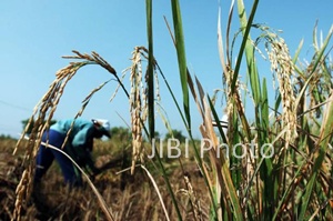  Petani Jember Mulai Panen Padi Bibit Unggul