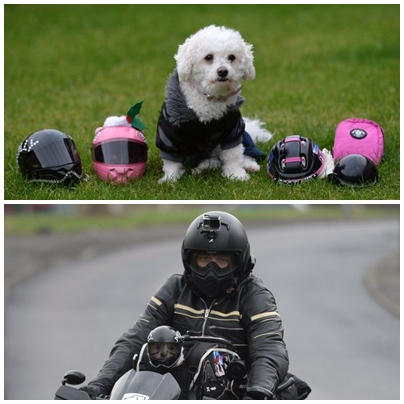  Duh Gemas, Anjing Ini Hobi Jalan-jalan Naik Motor