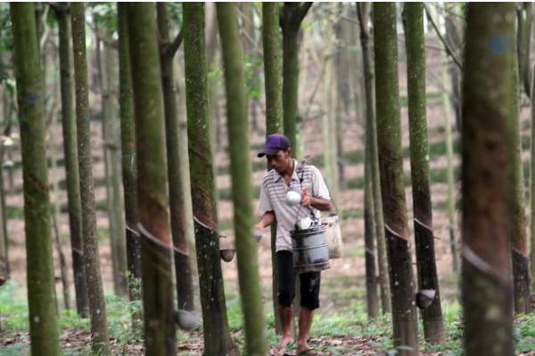  HARGA KARET 17 FEBRUARI: Investor Lakukan Aksi Jual, Karet Ditutup Melemah