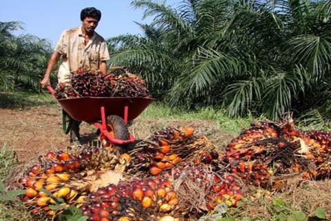  Mentan Imbau Petani Sawit Kombinasikan Dengan Jagung