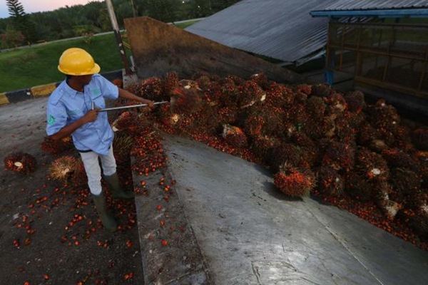  HARGA CPO 20 FEBRUARI: Curah Hujan Malaysia Diprediksi Meningkat, Sawit Rebound