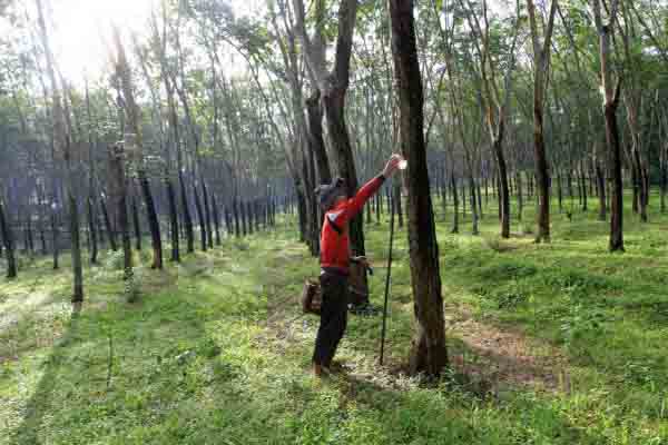  HARGA KARET 21 FEBRUARI: Petani Thailand Stop Penyadapan, Karet Rebound ke Level 300