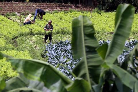  Lampung Integrasikan Perkebunan & Peternakan di Tiga Desa