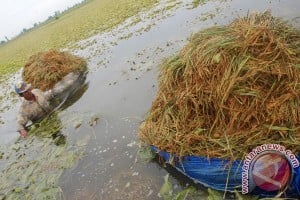  Belasan Hektare Tanaman Padi di Purbalingga Puso Akibat Longsor