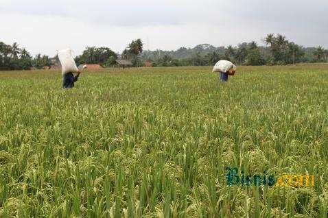  Pemkab Magetan Imbau Petani Mendeteksi Hama Wereng Sejak Dini