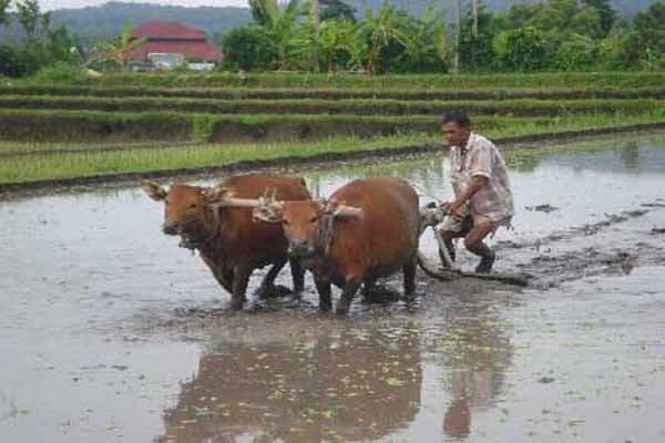  Antisipasi Antraks, Trenggalek Berlakukan Sistem Keamanan Maksimal