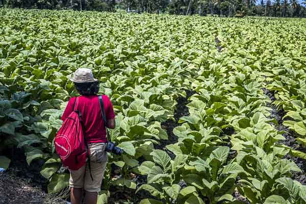  PT Djarum Tingkatkan Pola Kemitaan Tanam Tembakau 800 Hektare