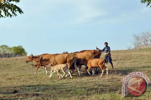  Investor Jepang Jajaki Bisnis Sapi NTT, Bakal Pasok 11 Negara