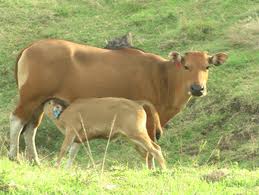  PENYAKIT HEWAN, 19 Ekor Sapi di Mollo Tengah Mati