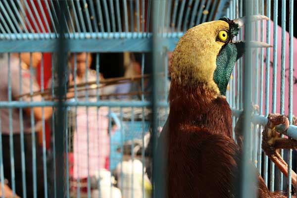  Perdagangan Satwa Langka Asal Papua Berhasil Digagalkan