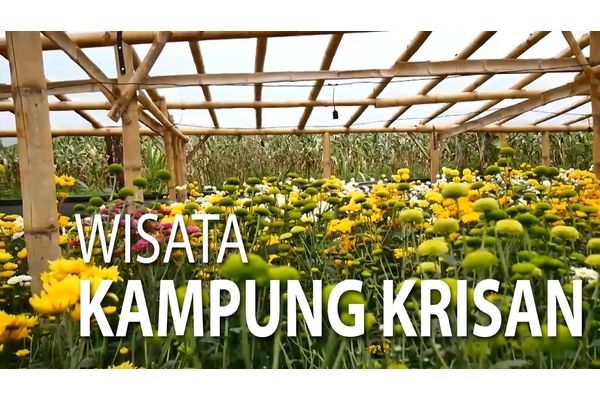  Wisata Kampung Krisan, SDM Perlu Diperkuat