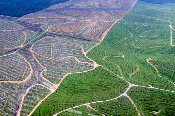  Ratusan Perusahaan Hutan dan Perkebunan Sawit Masih Rambah Kawasan Hutan