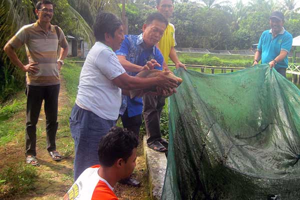  Asian Agri Bantu Petani Sawit Budidaya Lele Sebagai Solusi Replanting