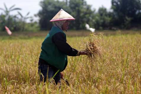  Petani Dampingan TNI di Jember Mulai Panen