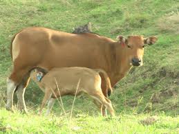  NTB Didorong Pacu Inseminasi Buatan Sapi