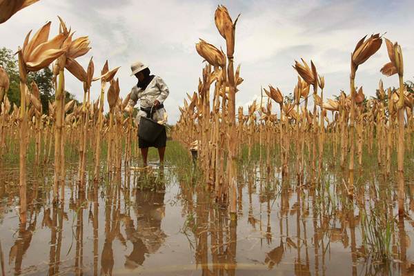  Nilai Tukar Petani Februari Turun 0,58%, Dipicu Tanaman Pangan