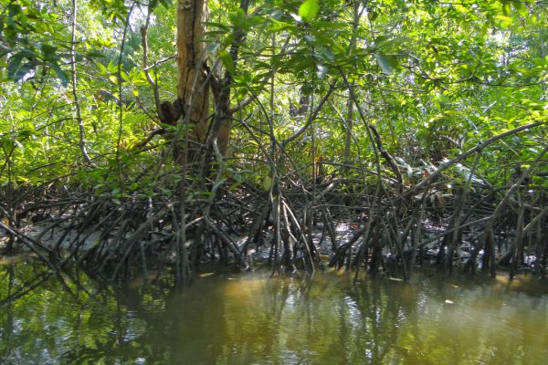  Penanaman Raya Bakau Toyota Forest Libatkan 1.000 Pelajar