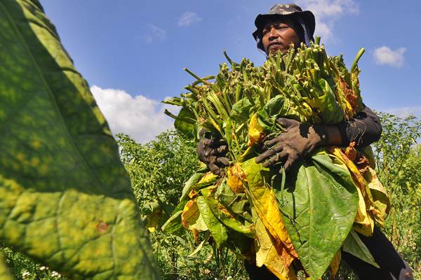  DPR: Petani Tembakau Harus Mendapatkan Perlindungan