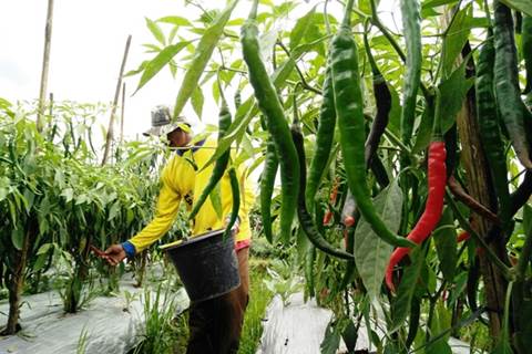  Petani Sumut Terpuruk Dengan Penurunan Harga Cabai Merah