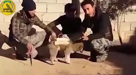  Keji, ISIS Gunakan Seekor Anjing Bahan Peledak untuk Melawan Musuh