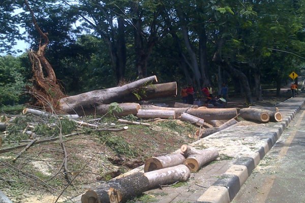  Pemkot Pontianak Ancam Sanksi Bagi Perusak Pohon