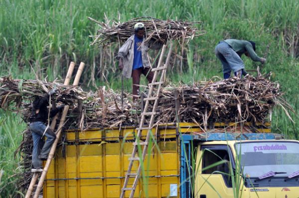  Genjot Produksi: PTPN XI Kejar Target Diversifikasi Tebu