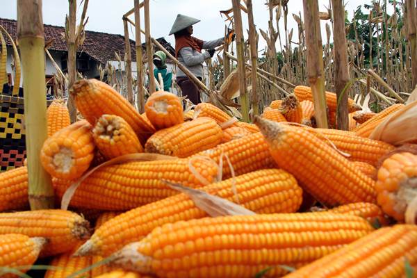 Petani memanen tanaman jagung./Antara