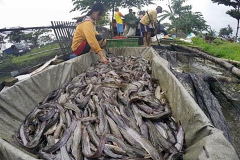  Produksi Lele Jabar Bendung Pasokan dari Malaysia