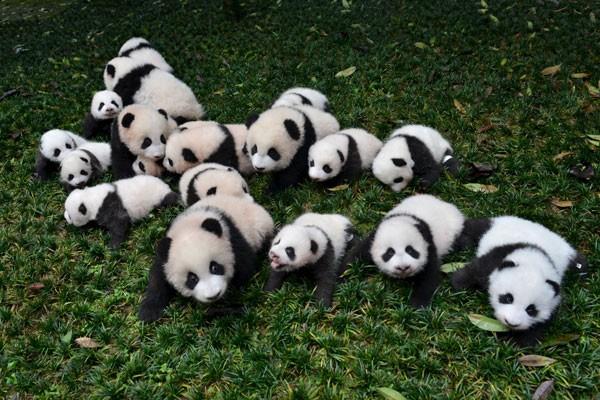 Penjelasan Pakar Mengapa Panda Berwana Putih & Hitam