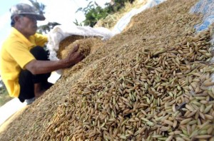  Kodim & Bulog Mendirikan Posko Penyerapan Gabah Petani di Demak