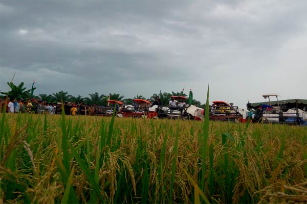  Mentan Panen Padi di Tuban dan Bojonegoro