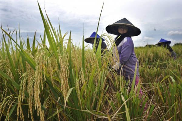  Cek Serapan Gabah, Mentan Panen Padi di Tuban & Bojonegoro