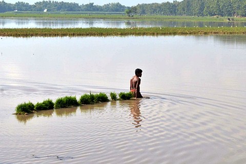  BANJIR JAMBI Ratusan Hektare Sawah Gagal Panen