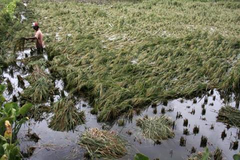  BANJIR JAMBI: 274 Ha Sawah Gagal Panen