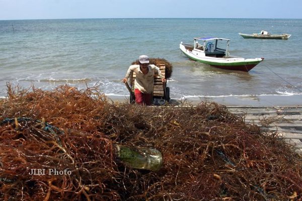  Pemprov NTT Mendorong Budi Daya Rumput Laut