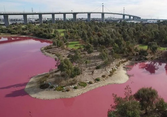  Danau di Australia Berubah Jadi Pink