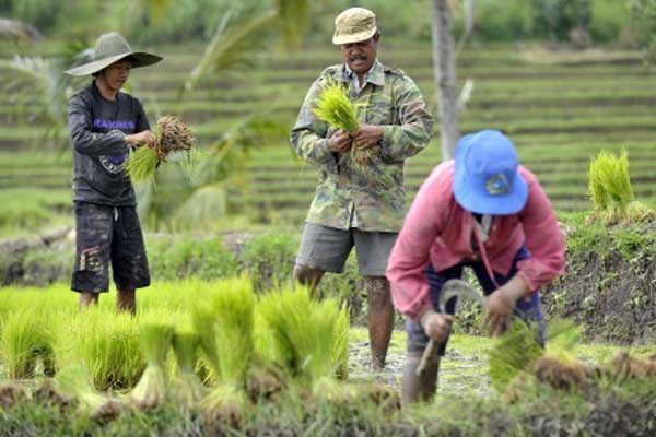  Petani Malang Dibebaskan Bayar PBB Secara Bertahap